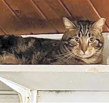 Photo of Wallace
