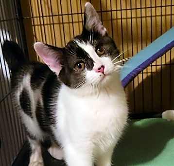 Photo of Inky (AKA Boone)