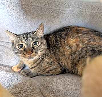 Photo of Sweet-tart