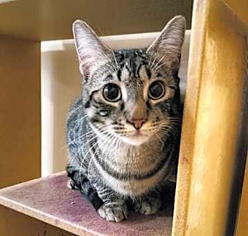 Photo of Fancy