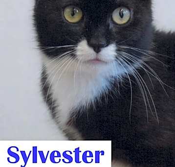 Photo of Sylvester