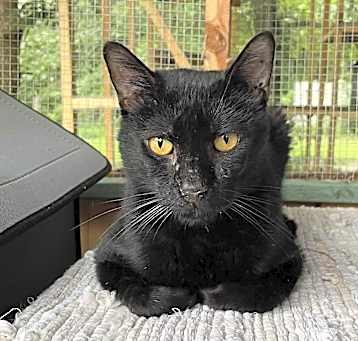 Photo of Nala