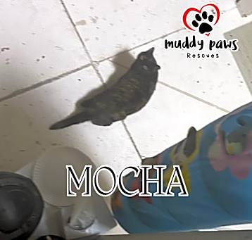 Photo of Mocha (Feral Gretna Cat)