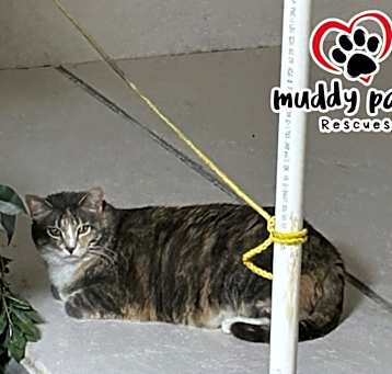 Photo of Dixie (Feral Gretna Cat)