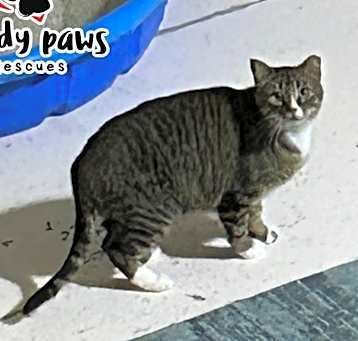 Photo of Bannister (Feral Gretna Cat)