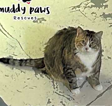Photo of Crackle (Feral Gretna Cat)