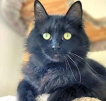 Photo of Kosmo