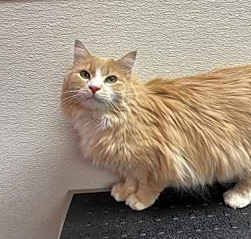 Photo of Diamond