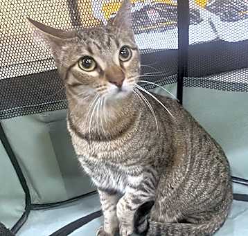 Photo of Cat-Yara