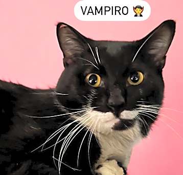 Photo of Vampire
