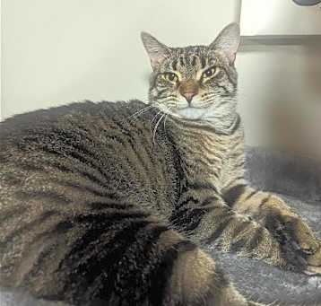 Photo of Heidi & Gabby- FIV + bonded