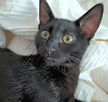 Photo of Bellatrix