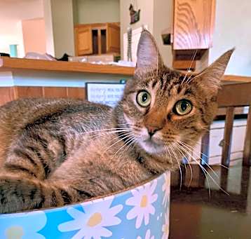 Photo of Petey