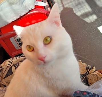Photo of Casper