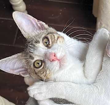 Photo of Toby