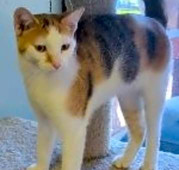 Photo of Willow