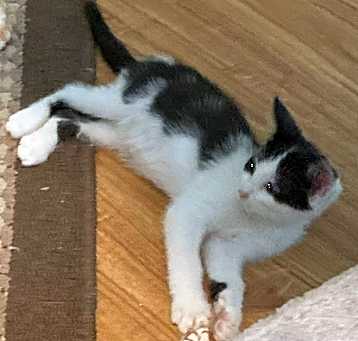 Photo of Daisy