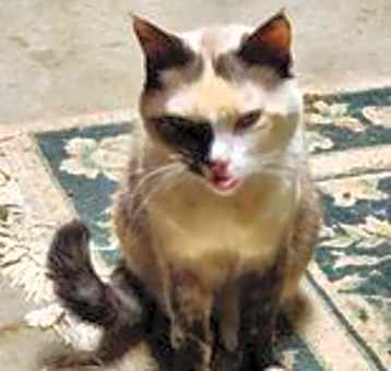 Photo of Monkey