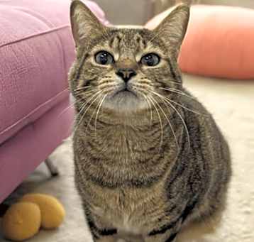 Photo of Tabby