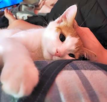 Photo of Marmalade