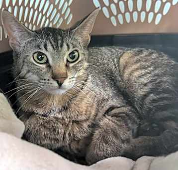 Photo of Nutmeg