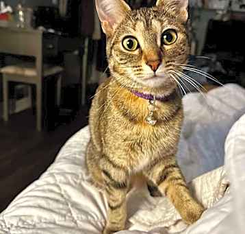 Photo of Kf Litter Catelyn (Mom)