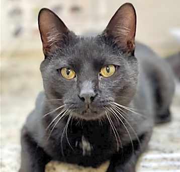 Photo of Handy