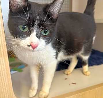 Photo of Minnie - in Leesburg Petco