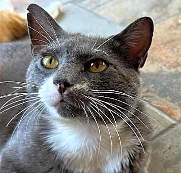 Photo of SMOKEY