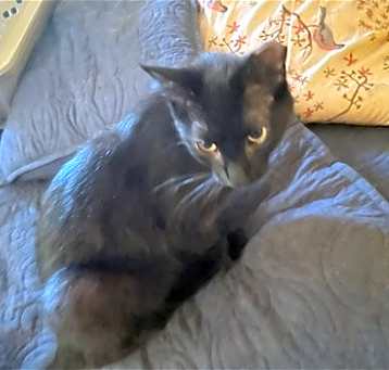 Photo of Midnight courtesy post