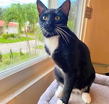 Photo of HOPPER three-legged cat