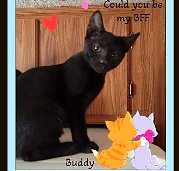 Photo of Buddy - Lovey, Playful