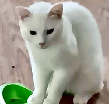 Photo of Scamper COURTESY POST (no adoption fee-FREE)