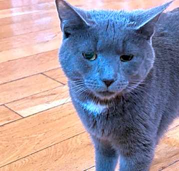 Photo of Slate
