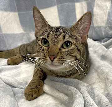 Photo of Pecan