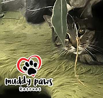 Photo of Angel (Feral Gretna Cat)