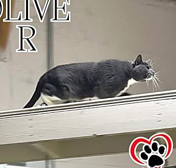 Photo of Oliver (Feral Gretna Cat)