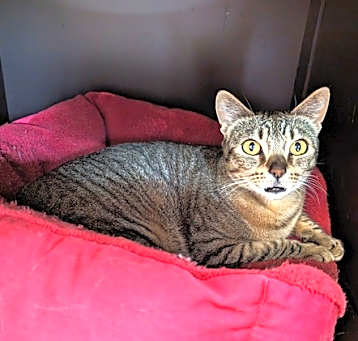 Photo of Nova