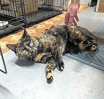 Photo of Smokey