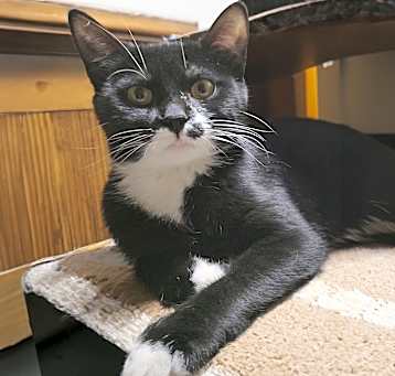 Photo of Petunia S