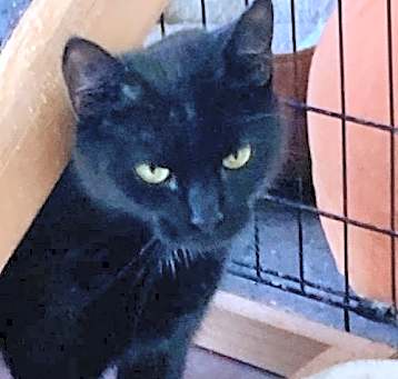 Photo of Bonita
