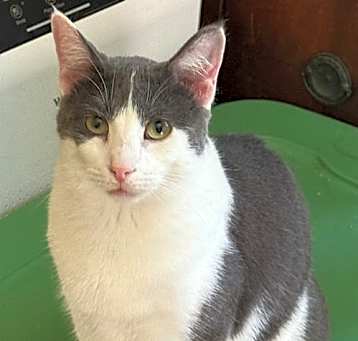 Photo of Harley