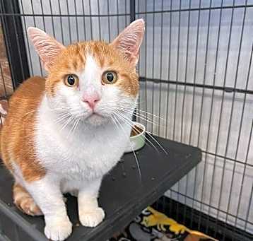 Photo of Odin