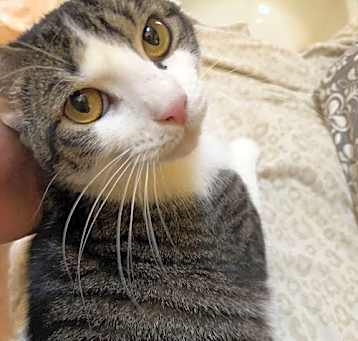 Photo of Lacey