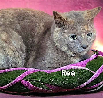 Photo of Rea
