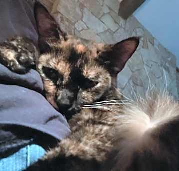 Photo of Dotty