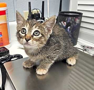 Photo of Callisto
