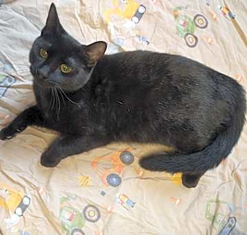 Photo of Ember