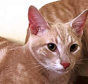 Photo of Immanuel