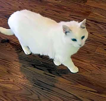 Photo of Leland - COURTESY POST - NO FEE!
